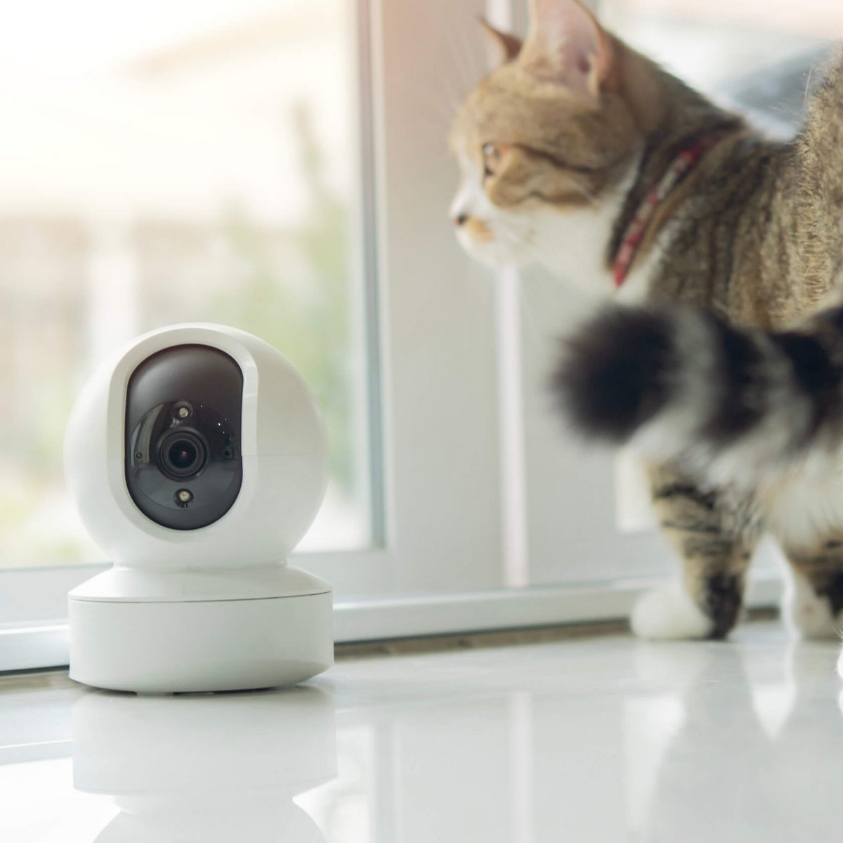 Katze neben einer Smart-Home-Kamera.