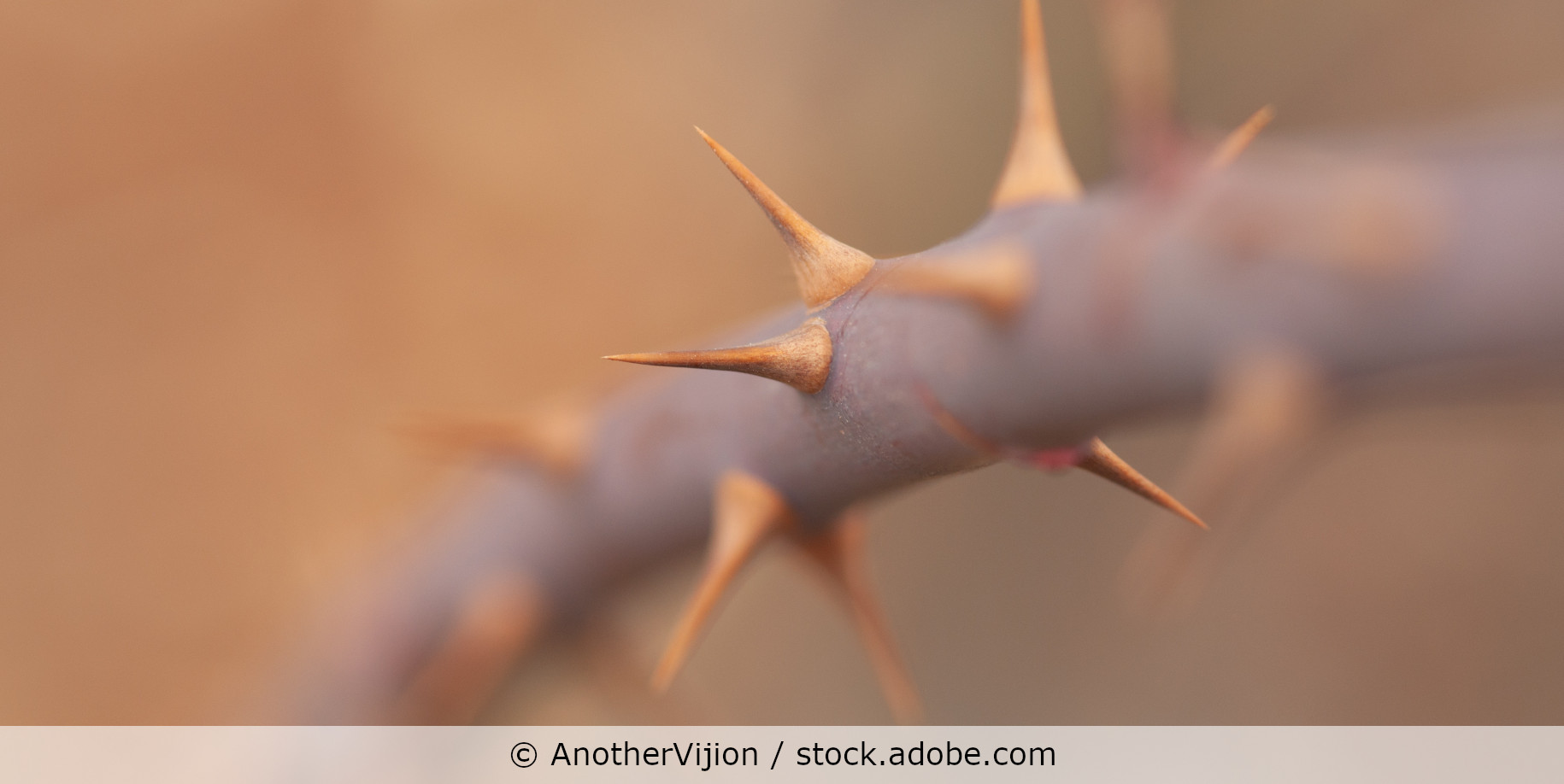 Closeup Ast mit Dornen