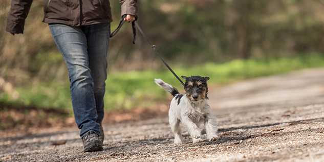 Eine Person geht mit einen Hund spazieren.